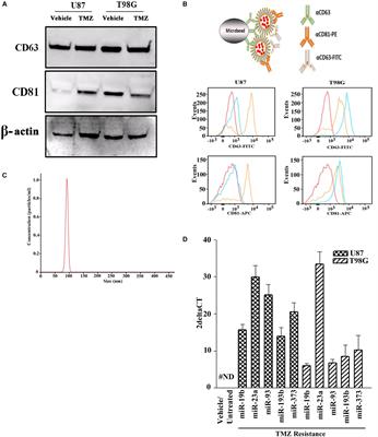 Cycling Quiescence in Temozolomide Resistant Glioblastoma Cells Is Partly Explained by microRNA-93 and -193-Mediated Decrease of Cyclin D